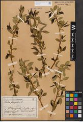 Foto von Salix fragilis L.
